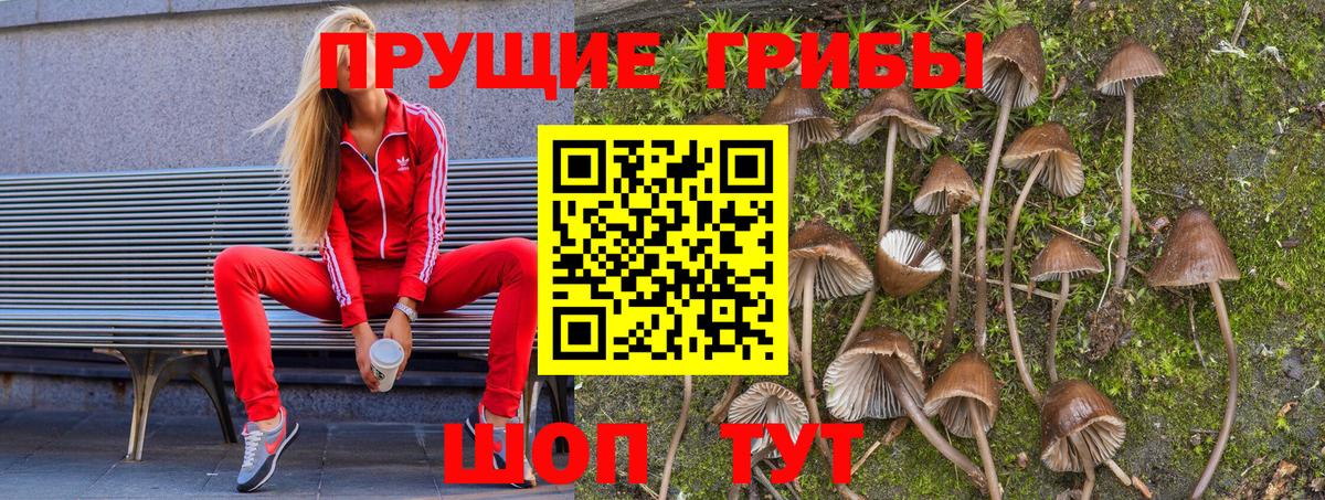 купить наркотик  Псилоцибиновые грибы MAGIC MUSHROOMS  Вход с VPN  Ишим 